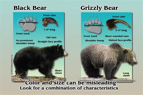 Black bear vs grizzly. Things To Know About Black bear vs grizzly. 